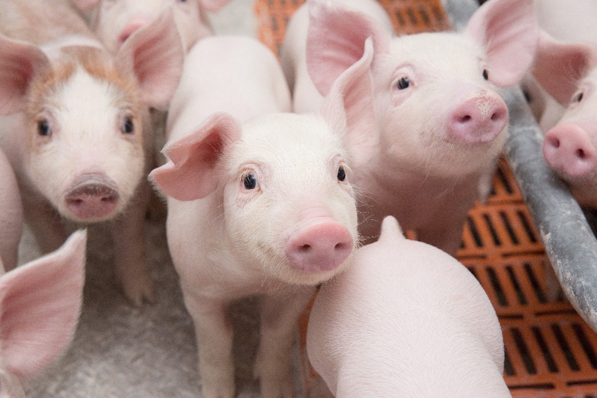 Компании Белгородской области вошли в ТОП-20 крупнейших российских производителей свинины